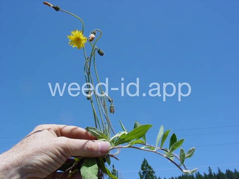 hawkweed, mouseear